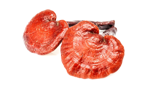 gyógygomba