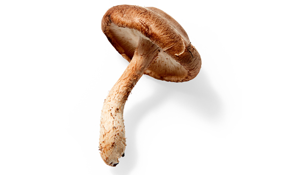 shiitake gomba